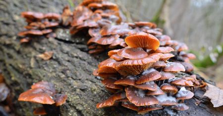 Ten grzyb rośnie nawet zimą. Polacy niesłusznie go pomijają