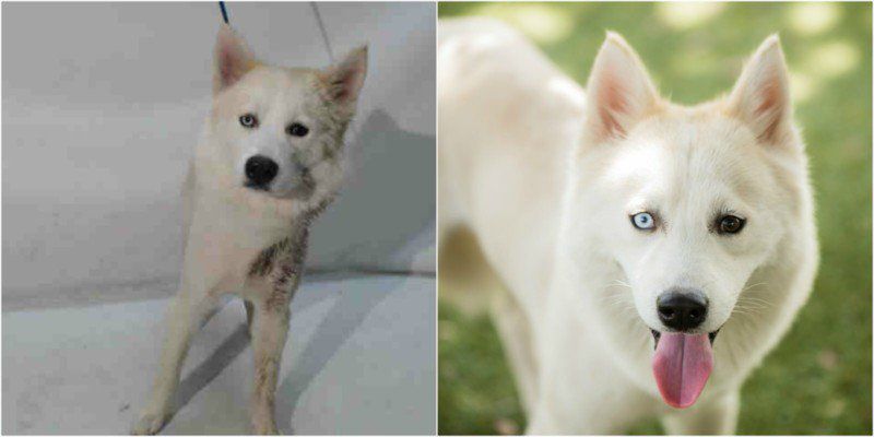 Zrób coś dobrego – sfotografuj psiaka w schronisku! O wpływie fotografii na adopcję zwierząt 12