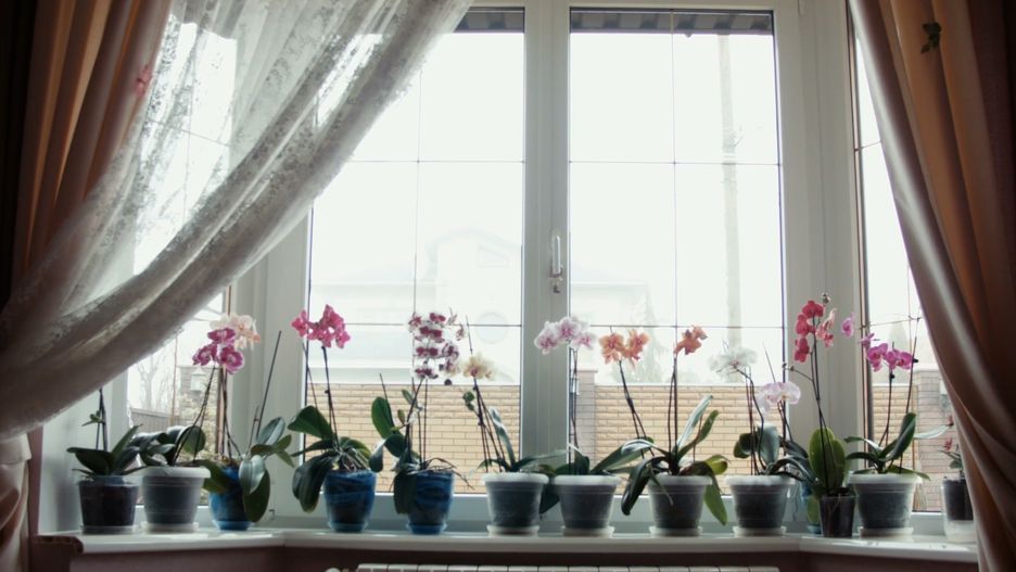 Pielęgnacja storczyków