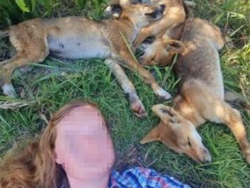 Robiły selfie ze szczeniakami psów dingo. Słono za to zapłacą