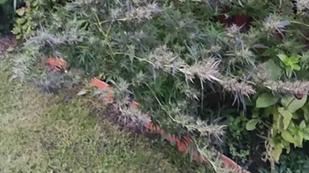 Nietypowe odkrycie w ogródku seniora. 72-latek hodował... konopie indyjskie