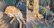 Właścicielka prawie zagłodziła suczkę. Wolontariusze myśleli, że widzą zwłoki psa