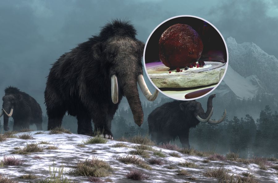 Naukowcy stworzyli kotlet z mamuta
