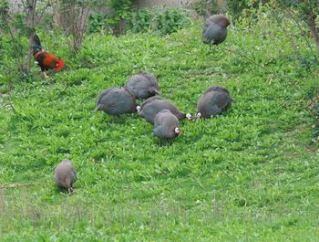 Czyszczą ogród z kleszczy. To ich największy przysmak