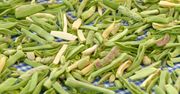 Latem Polacy jedzą na kilogramy. Taka fasolka może być silnie trująca