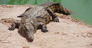 Chwile grozy w Australii. Krokodyl zaatakował rybaka