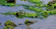 Pojawiły się na plażach. Jedne z najgroźniejszych gatunków inwazyjnych