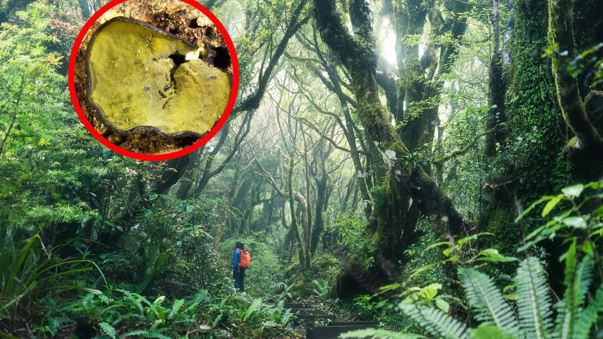 Odkrycie grzyba ma duże znaczenie z punktu widzenia ochrony przy