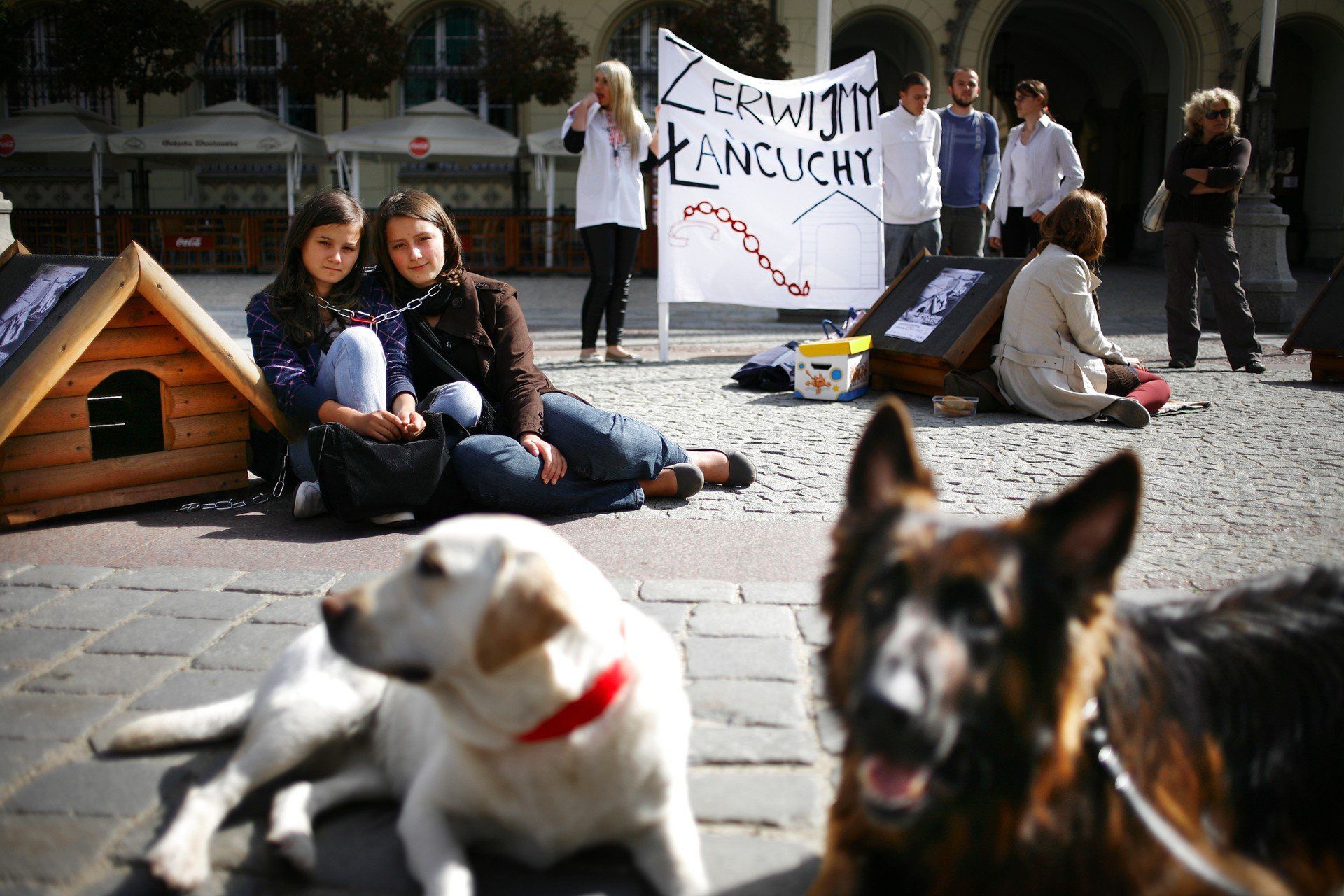 Organizacje prozwierzęce podkreślają, że &#34;ustawa łańcuchowa&#34; to szansa na ostateczne zerwanie z wieloletnią praktyką trzymania psów &#34;przy budzie&#34; i uczynienie ich warunków życia bardziej humanitarnymi.