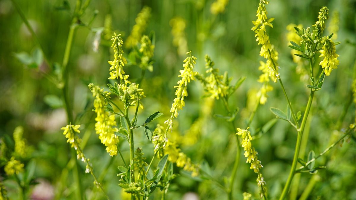 Ziele nostrzyka posiada cenne właściwości lecznicze.