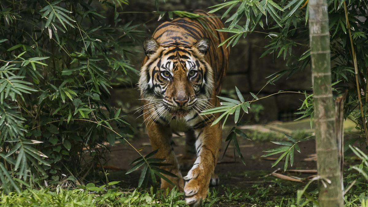 Dwie tygrysice sumatrzańskie uciekły z zoo na Borneo