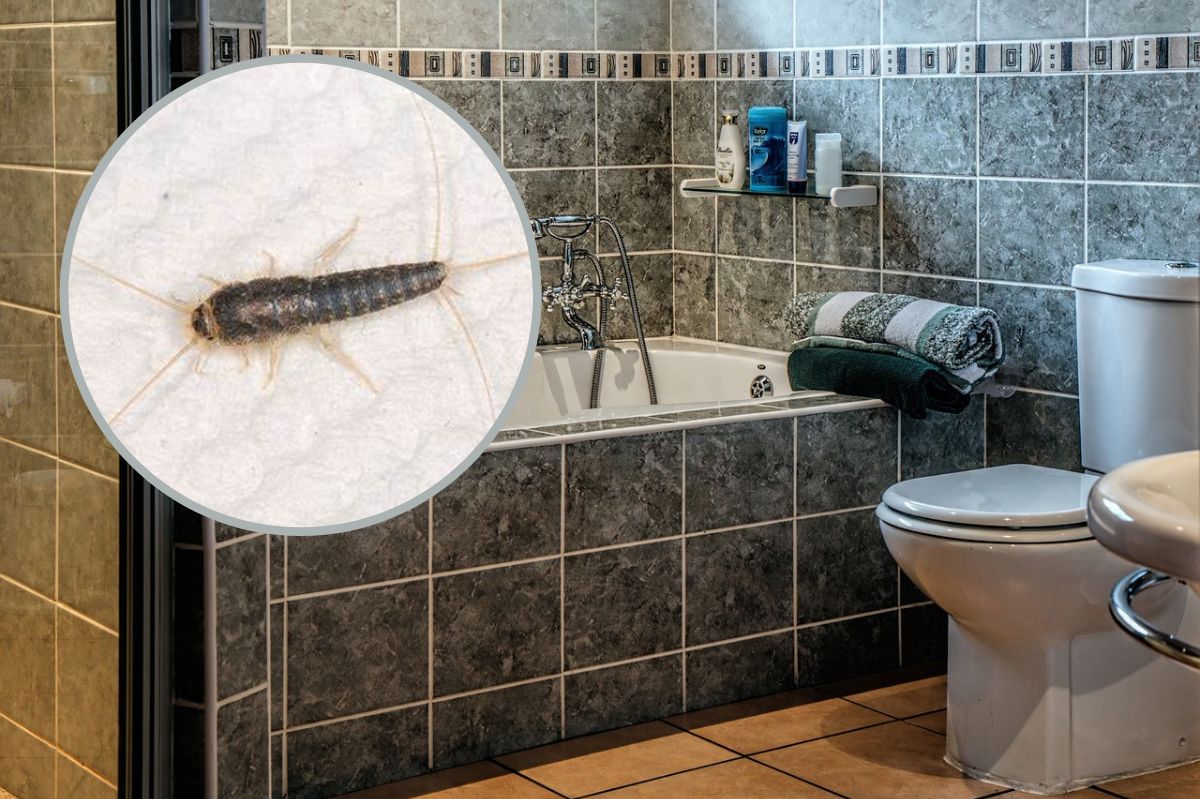 Jak usunąć rybiki z łazienki?