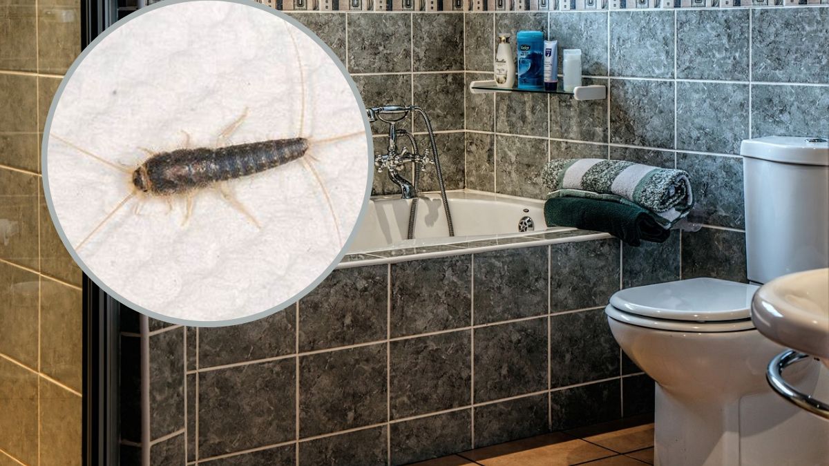 Jak usunąć rybiki z łazienki?