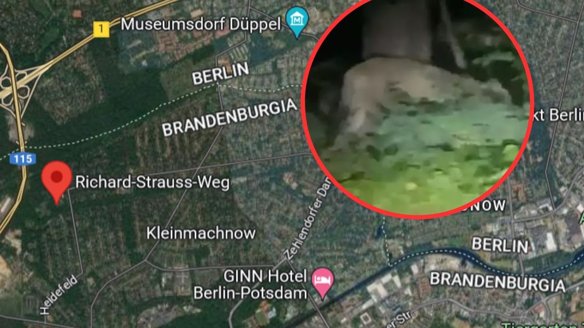 Lwa widziano na obrzeżach Berlina