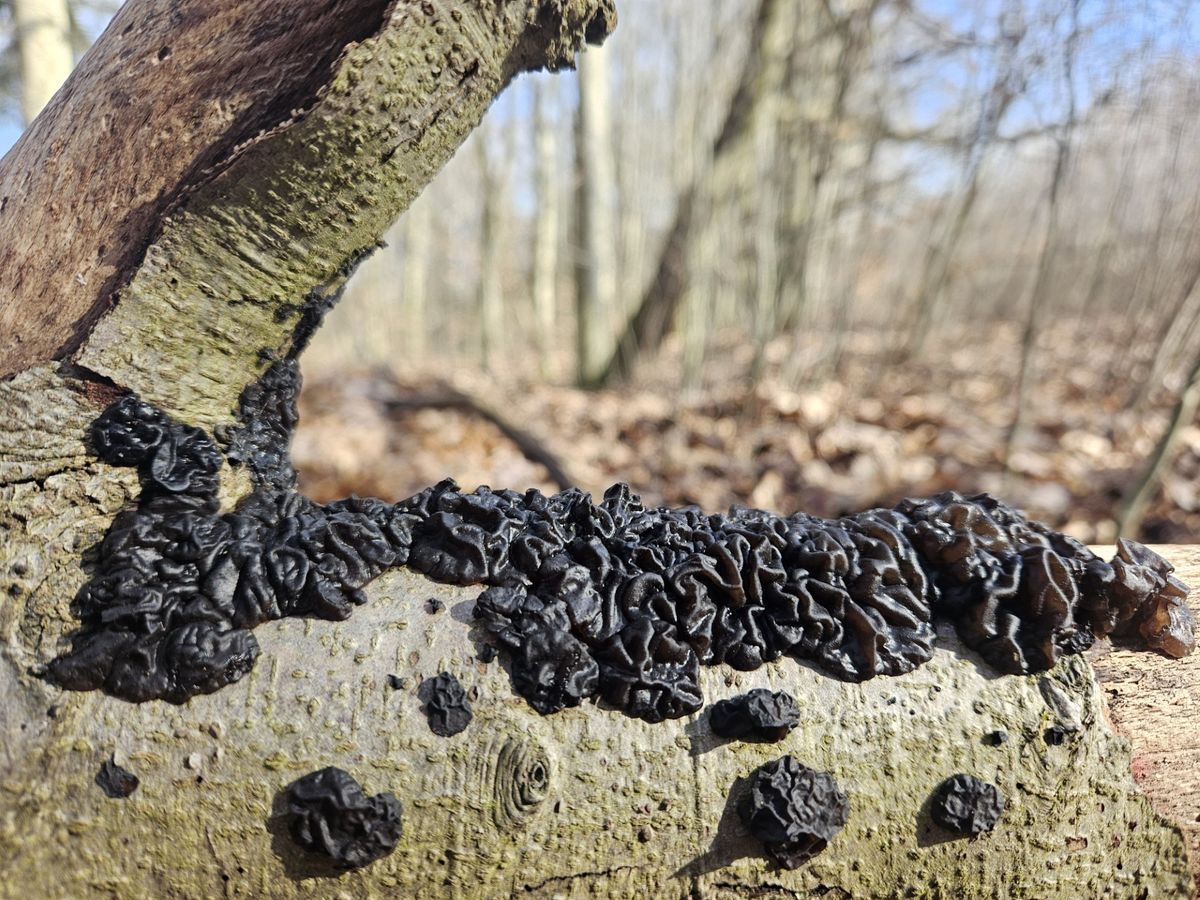 Dziwne, czarne narośla na pniach zwalonych drzew to w rzeczywistości grzyby