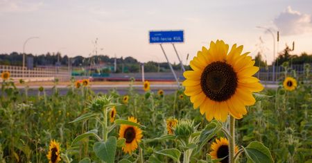 Łąki kwietne i słoneczniki znów zakwitną w Lublinie. Poznaliśmy lokalizacje
