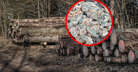 Dla zwierząt oznacza śmierć w męczarniach. Leśnicy pokazali znalezisko