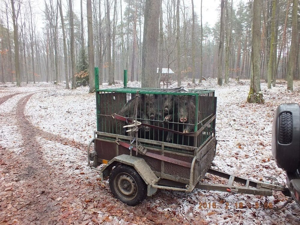 Wrocław. Natura nas osacza, straż miejska uratuje. I ludzi, i zwierzęta
