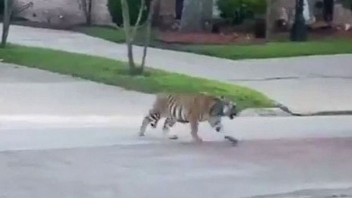 Po okolicach Johannesburga grasuje tygrys. Zdj. ilustracyjne 