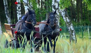 Szarża na zakopiance. Koń z wozem wpadł między auta. Jest nagranie