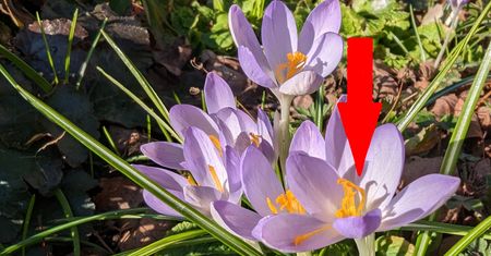 Przypominają krokusy i kwitną jesienią. Mało kto wie, że są trujące