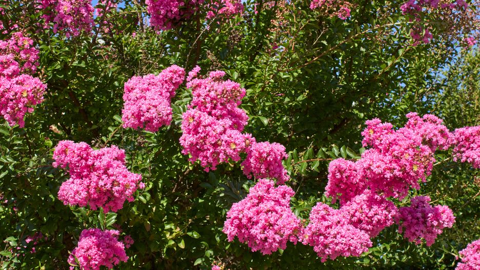 Lagerstroemia indica jest inaczej nazywana bzem południa