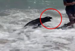 Koszmar na plaży. Wściekła foka zaatakowała turystów