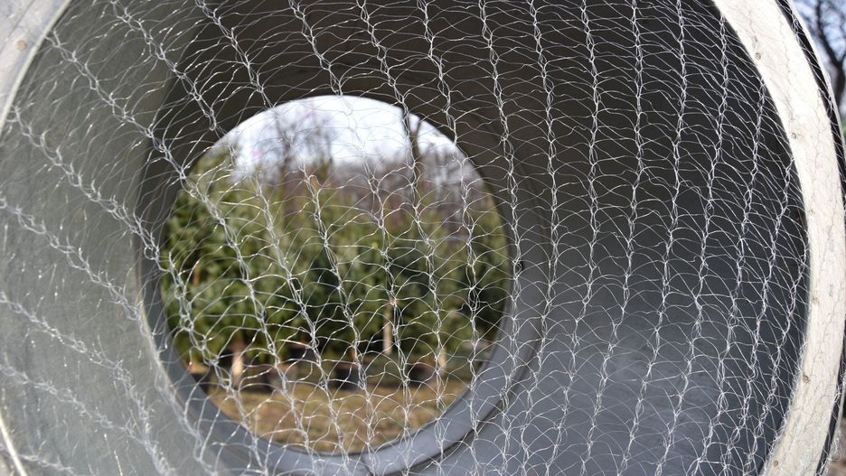 Jakie choinki na święta są najczęściej kupowane?