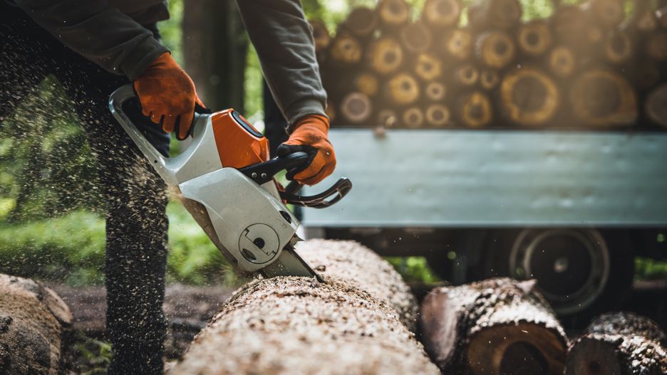 drzewo, drewno, wycinka, opał, piła