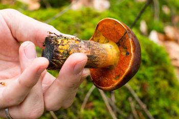 Pojawiają się pierwsze okazy. Wielu się go boi przez kolor, ale to jeden z najsmaczniejszych grzybów