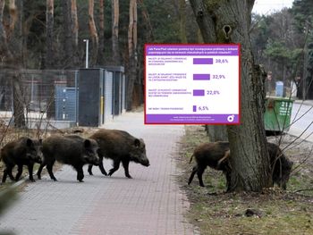 Polacy zabrali głos. Chcą uśmiercania dzików?