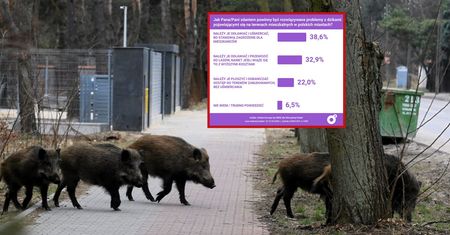 Polacy zabrali głos. Chcą uśmiercania dzików?