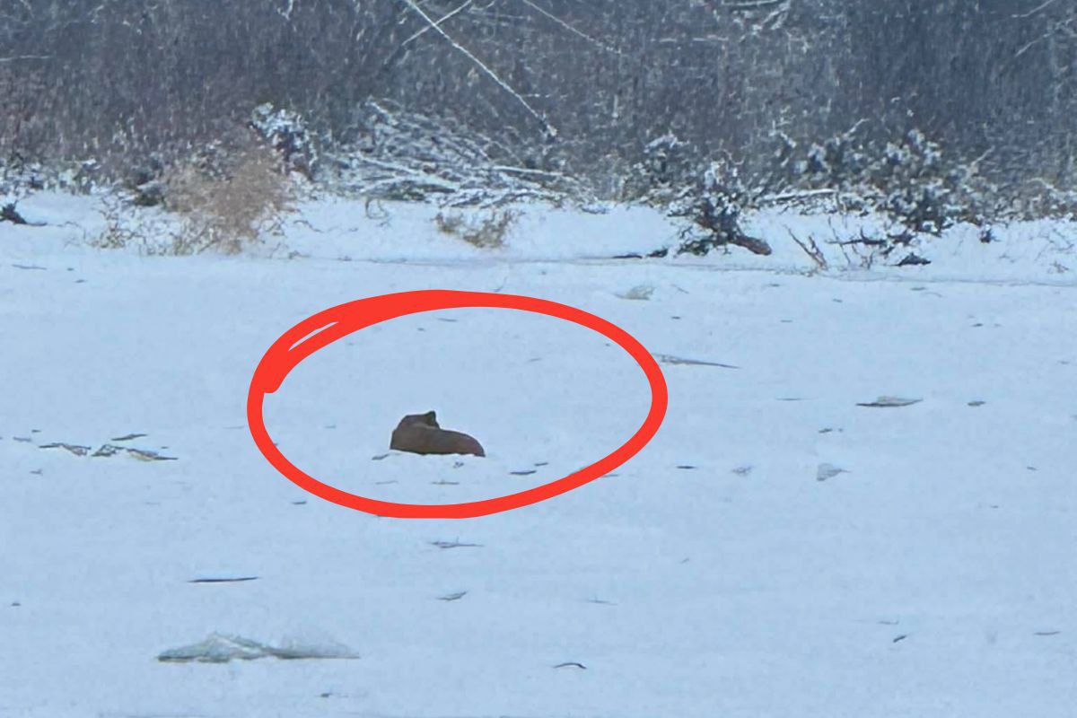 Leżał skulony na lodzie. Takiego finału akcji nikt się nie spodziewał