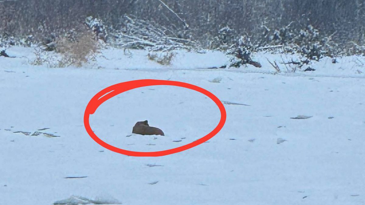 Pies na lodzie rzeki Bug. Noworoczny alarm OSP