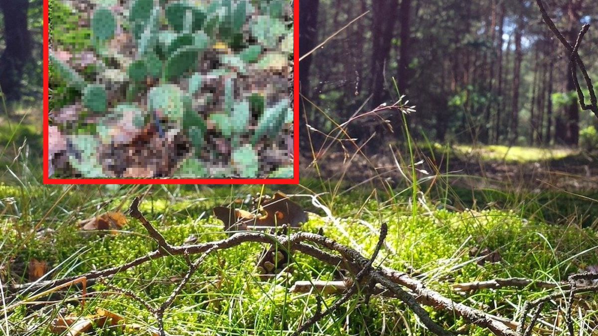 To nie jest fotomontaż. To znaleziono w lesie w Wielkopolsce