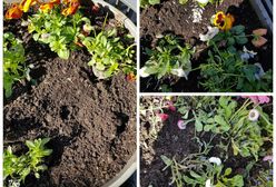 Złodzieje okradają Warszawę z kwiatów. Zarząd Zieleni alarmuje