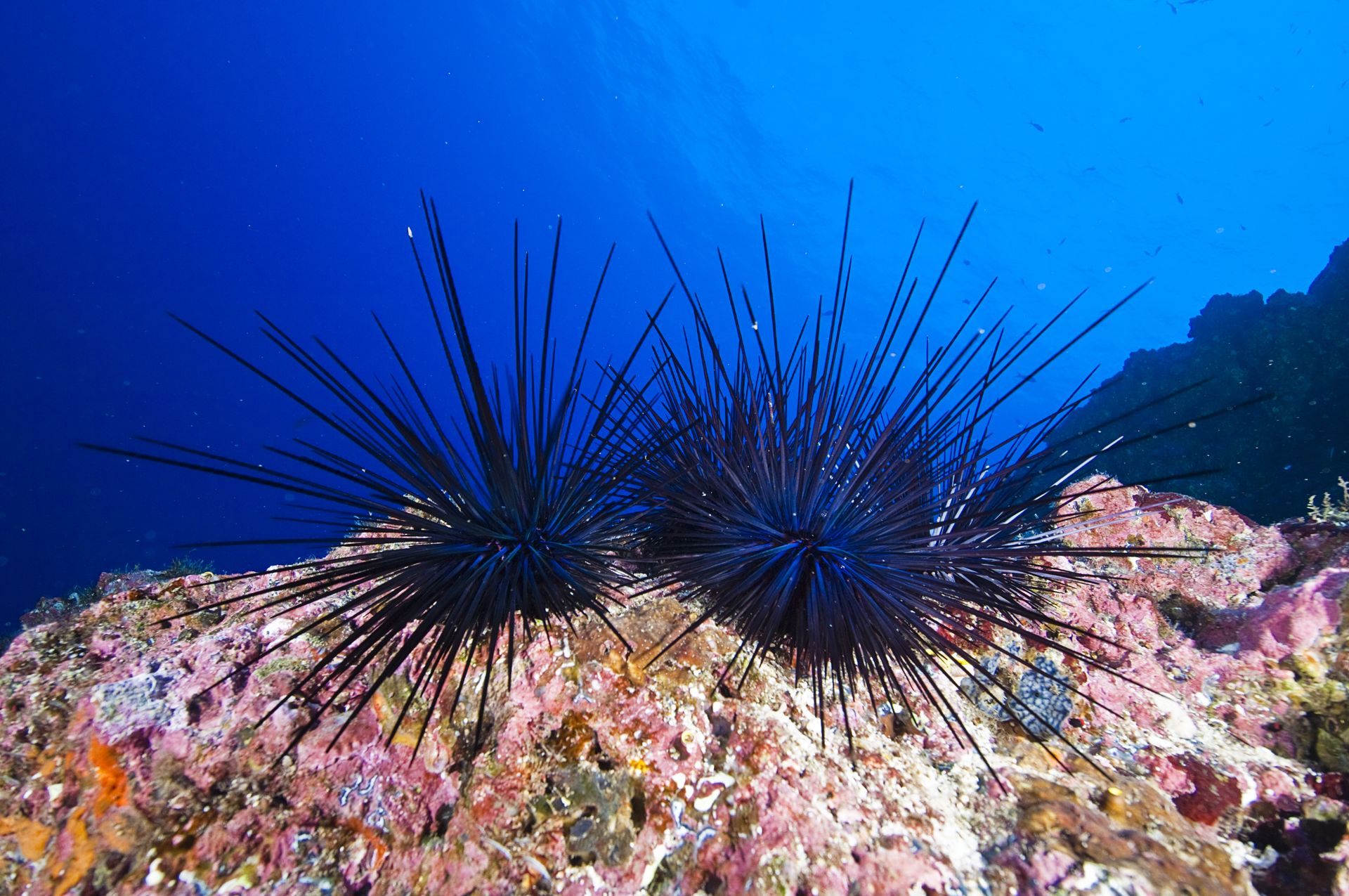 Obejmuje cały organizm. Jest jak "mózg"
