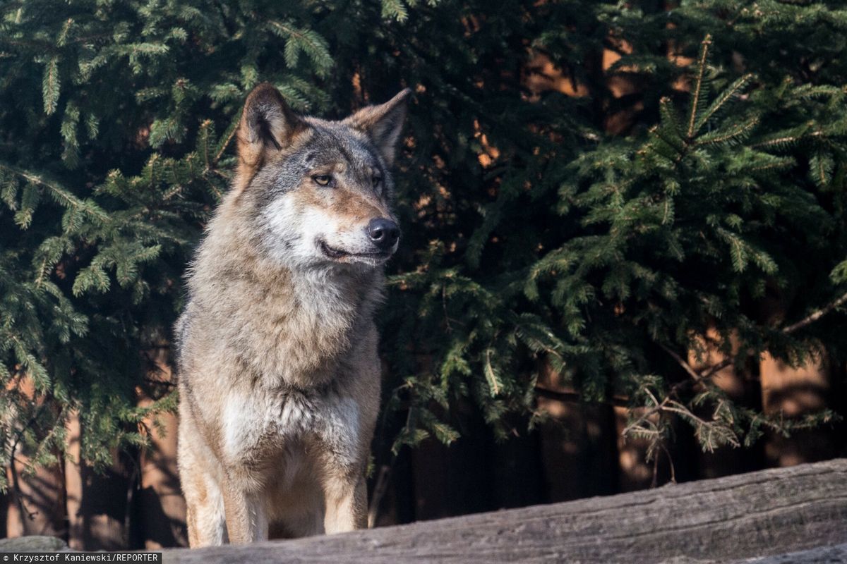 Młody wilk zginął w lesie pod Lublińcem 