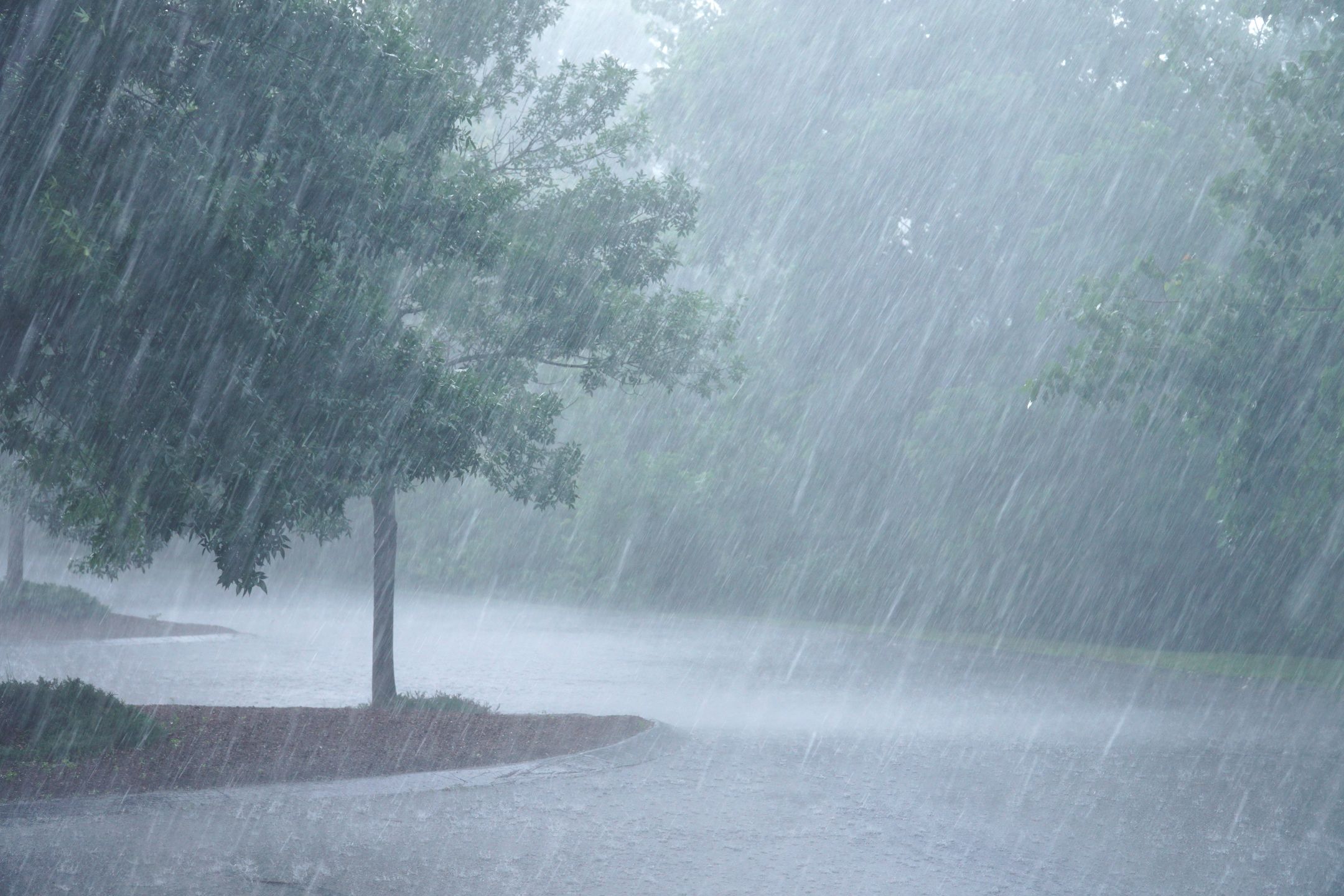 rain, storm, tree, wind, outdoor, parking lot, weather, nature, environment, climate, summer, season, green, shower, dark, branch, rainy, heavy rain, landscape, meteorology, water