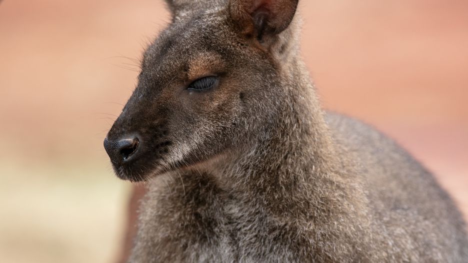 Naturalnym środowiskiem kangurów jest Australia
