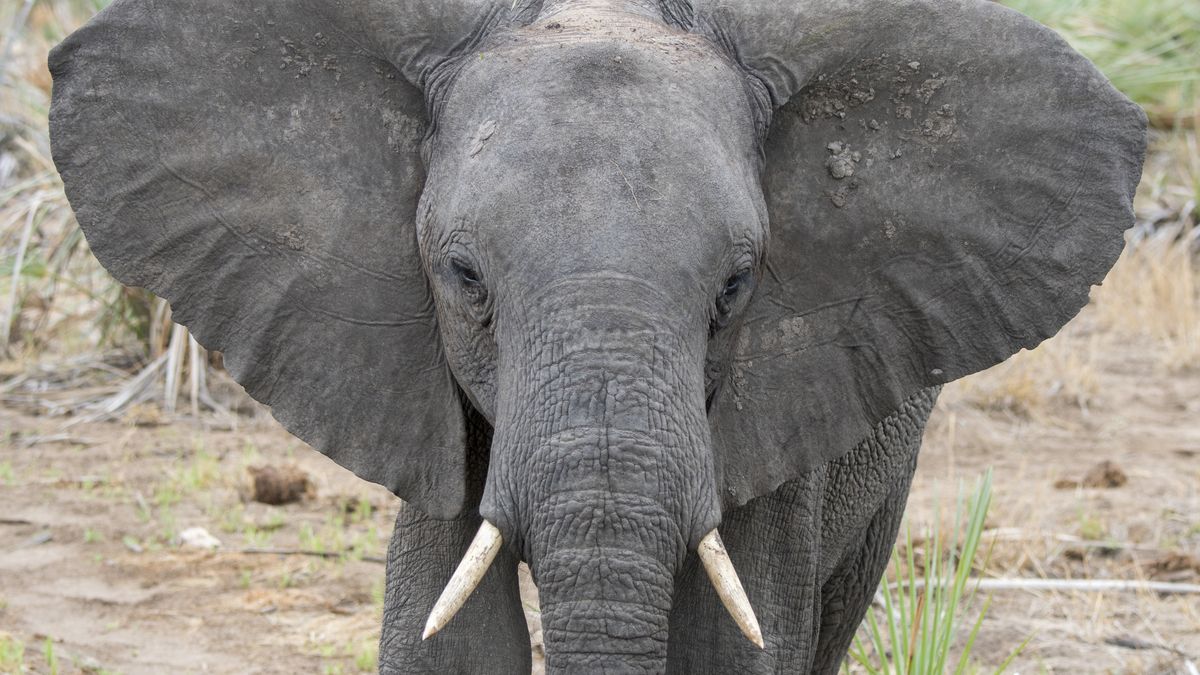 Słoń zaatakował fotografa w Indiach
