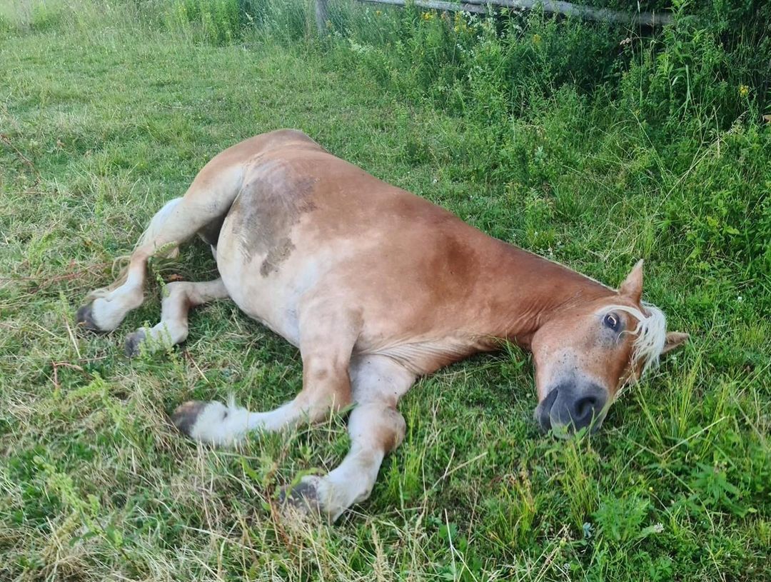 Ekostraż musiała ratować konia Antoniego Gucwińskiego
