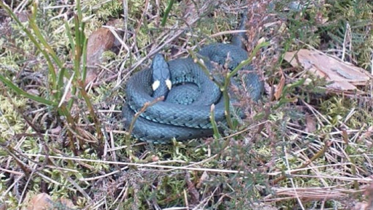 Spotkał węża. Chwycił za telefon. 
