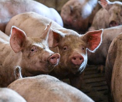 Wstrząsające ustalenia. Mięso trafiło także do Polski. Sieć odpowiada