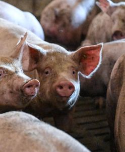 Wstrząsające ustalenia. Mięso trafiło także do Polski. Sieć odpowiada