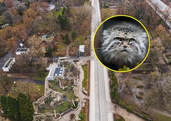 Pokazali jednego z najbardziej tajemniczych mieszkańców zoo. "Wielu pyta, czy naprawdę u nas mieszka"