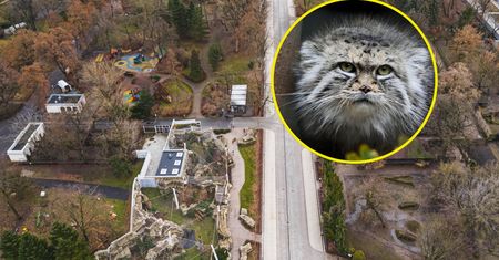 Pokazali jednego z najbardziej tajemniczych mieszkańców zoo. "Wielu pyta, czy naprawdę u nas mieszka"