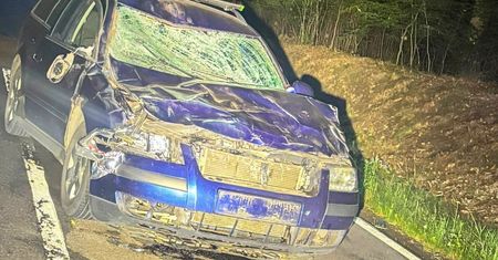 Żubr nie przeżył. Koszmarne zderzenie na drodze