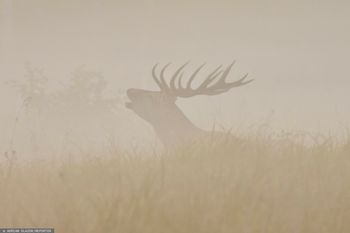 Basowe ryki niosą się po górach. Wiadomo, o co chodzi