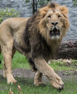 Lwica zabiła pracownika irańskiego zoo i uciekła razem z innym lwem